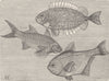 SPINE-FINNED FISH. Teuthis; Pempheris; Polynemus 1896 old antique print