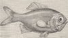 NEW ZEALAND. Trachichthys  1896 old antique vintage print picture