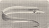 FISH. Scabbard-fish 1896 old antique vintage print picture