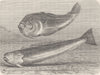 FISH. Star-gazer and weaver 1896 old antique vintage print picture