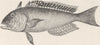 FISH. Tile-fish 1896 old antique vintage print picture