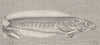 FISH. Haedt's soft-spine 1896 old antique vintage print picture