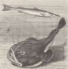 FISH. Barracuda and angler-fish 1896 old antique vintage print picture