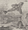 FISH. Sapphirine gurnards 1896 old antique vintage print picture