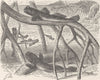 FISH. Mud-skippers disporting -After hilgendorf 1896 old antique print picture