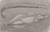 INDIA. Indian spiny eel & Baikal oil-fish  1896 old antique print picture