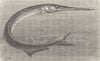 FISH. Gar-pike 1896 old antique vintage print picture