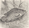 FISH. Climbing-perch on land 1896 old antique vintage print picture