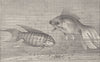 FISH. Paradise-& telescope- 1896 old antique vintage print picture