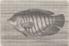 FISH. The Gurami 1896 old antique vintage print picture