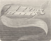FISH. Banks's ribbon-fish 1896 old antique vintage print picture