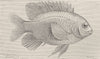 FISH. Silver-dotted Pomacentrus 1896 old antique vintage print picture