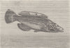 FISH. Striped wrasse 1896 old antique vintage print picture