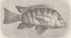 FISH. Tristram's chromid 1896 old antique vintage print picture