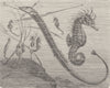 FISH. Gt pipe-& short-snouted sea-horse  1896 old antique print picture