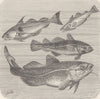 FISH. Haddock, whiting & young & adult cod  1896 old antique print picture