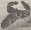 FISH. Burbot and wels, immature 1896 old antique vintage print picture
