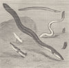 FISH. Eels in the mud 1896 old antique vintage print picture