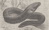 FISH. Electric eel 1896 old antique vintage print picture