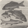 FISH. Carp; Large-scaled; Crucian; Barbel 1896 old antique print picture