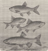 FISH. White. Ide, Rudd, roach & chub  1896 old antique vintage print picture