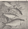 FISH. Bream. White, Zope, Zarthe & Common  1896 old antique print picture