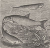 FISH. Sichel, rapfen, and beaked carp 1896 old antique vintage print picture