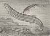 FISH. Giant loach, Common & Spiny  1896 old antique vintage print picture