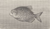 FISH. The Piraya 1896 old antique vintage print picture