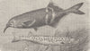 FISH. Peters beaked & slender Pikelet  1896 old antique vintage print picture