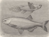 FISH. Chisel-jaw and moon-eye 1896 old antique vintage print picture