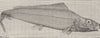 FISH. Long-finned herring 1896 old antique vintage print picture