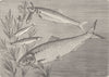 FISH. Shad, sprats & herring  (/, other)   1896 old antique print picture