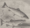 FISH. Salmon and sea-trout 1896 old antique vintage print picture