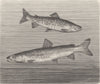 FISH. May-trout and Hucho 1896 old antique vintage print picture