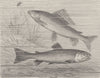 FISH. Grayling and charr 1896 old antique vintage print picture