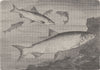 FISH. Pigmy Marane and Marane 1896 old antique vintage print picture