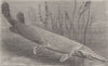 FISH. Bony-pike 1896 old antique vintage print picture