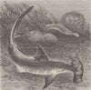FISH. Hammer-headed shark 1896 old antique vintage print picture
