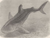 FISH. Indo-pacific basking-shark 1896 old antique vintage print picture