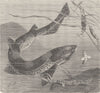 FISH. Lesser spotted dog-eggs  1896 old antique vintage print picture
