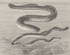 CYCLOSTOMATA. Sea-lamprey, River- & small  1896 old antique print picture