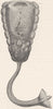 ASCIDIANS. Pear-shaped ascidian, Hypobythius  1896 old antique print picture