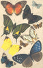 LEPIDOPTERA. Typical butterflies 1896 old antique vintage print picture