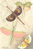 INSECTS. Orthoptera 1896 old antique vintage print picture