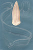 FISH. Ctenophores 1896 old antique vintage print picture