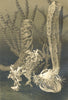SPONGES. Glass sponges 1896 old antique vintage print picture