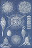 AMOEBA. Radiolarians 1896 old antique vintage print picture