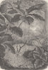 WORMS. A column of the army-worm 1896 old antique vintage print picture