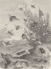 INSECTS. Insect life in summer 1896 old antique vintage print picture